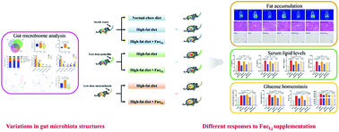 Graphical abstract: Anti-obesity effects of Laminaria japonica fucoidan in high-fat diet-fed mice vary with the gut microbiota structure