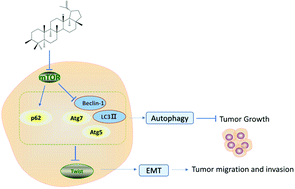 Graphical abstract: Lupeol inhibits the proliferation and migration of MDA-MB-231 breast cancer cells via a novel crosstalk mechanism between autophagy and the EMT