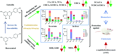 Graphical abstract: Combination of resveratrol and luteolin ameliorates α-naphthylisothiocyanate-induced cholestasis by regulating the bile acid homeostasis and suppressing oxidative stress