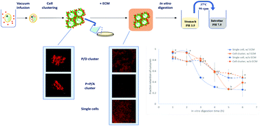 Graphical abstract: Engineering cell-based microstructures to study the effect of structural complexity on in vitro bioaccessibility of a lipophilic bioactive compound