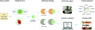 Graphical abstract: Identification of novel umami molecules via QSAR models and molecular docking
