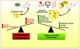 Graphical abstract: Potential benefits of egg white hydrolysate in the prevention of Hg-induced dysfunction in adipose tissue