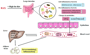 Graphical abstract: Arabinoxylan from rice bran protects mice against high-fat diet-induced obesity and metabolic inflammation by modulating gut microbiota and short-chain fatty acids