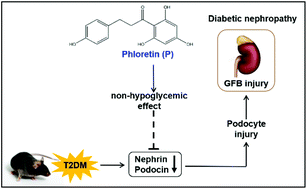 Graphical abstract: Phloretin ameliorates diabetic nephropathy by inhibiting nephrin and podocin reduction through a non-hypoglycemic effect