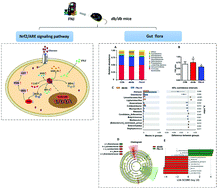 Graphical abstract: Fermented noni (Morinda citrifolia L.) fruit juice improved oxidative stress and insulin resistance under the synergistic effect of Nrf2/ARE pathway and gut flora in db/db mice and HepG2 cells