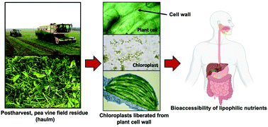 Graphical abstract: Bioaccessibility of essential lipophilic nutrients in a chloroplast-rich fraction (CRF) from agricultural green waste during simulated human gastrointestinal tract digestion
