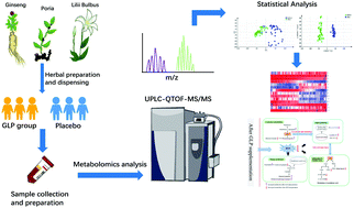 Graphical abstract: Supplementation with Ginseng, Lilii Bulbus, and Poria induces alterations in the serum metabolic profile of healthy adults