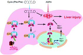 Graphical abstract: Cyclo(-Phe-Phe) alleviates chick embryo liver injury via activating the Nrf2 pathway