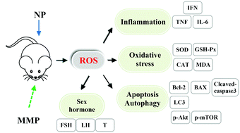 Graphical abstract: Mycelium polysaccharides of Macrolepiota procera alleviate reproductive impairments induced by nonylphenol