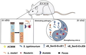 Graphical abstract: A phage cocktail combined with the enteric probiotic Lactobacillus reuteri ameliorated mouse colitis caused by S. typhimurium