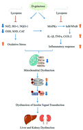 Graphical abstract: Lycopene attenuates d-galactose-induced insulin signaling impairment by enhancing mitochondrial function and suppressing the oxidative stress/inflammatory response in mouse kidneys and livers