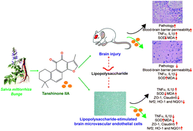Graphical abstract: Tanshinone IIA protected against lipopolysaccharide-induced brain injury through the protective effect of the blood–brain barrier and the suppression of oxidant stress and inflammatory response