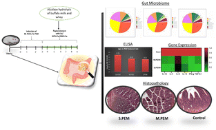 Graphical abstract: Effect of milk protein hydrolysate supplementation on protein energy malnutrition-induced gut dysbiosis