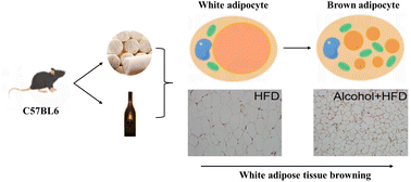 Graphical abstract: Long-term low-dose alcohol intake promotes white adipose tissue browning and reduces obesity in mice
