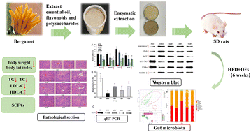 Graphical abstract: The potential mechanisms of bergamot-derived dietary fiber alleviating high-fat diet-induced hyperlipidemia and obesity in rats