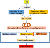 Graphical abstract: Ameliorative effects of chickpea flavonoids on redox imbalance and mitochondrial complex I dysfunction in type 2 diabetic rats