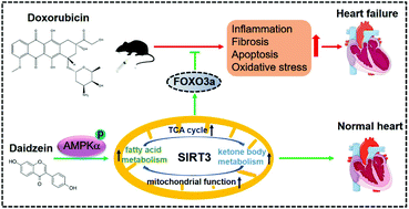 Graphical abstract: Daidzein alleviates doxorubicin-induced heart failure via the SIRT3/FOXO3a signaling pathway