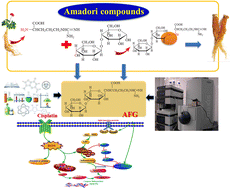 Graphical abstract: Arginyl-fructosyl-glucose, a major Maillard reaction product of red ginseng mitigates cisplatin-evoked intestinal toxicity in vivo and in vitro