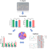 Graphical abstract: Lipidome reveals the alleviation of acrylamide-induced impairment by krill oil