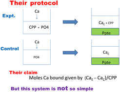 Graphical abstract: Comment on “Deciphering calcium-binding behaviors of casein phosphopeptides by experimental approaches and molecular simulation” by M. Luo, J. Xiao, S. Sun, F. Cui, G. Liu, W. Li, Y. Li and Y. Cao, Food Funct., 2020, 11, 5284