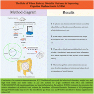 Graphical abstract: The role of wheat embryo globulin nutrients in improving cognitive dysfunction in AD rats