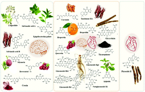 Graphical abstract: Bioactives and functional food ingredients with promising potential for the management of cerebral and myocardial ischemia: a comprehensive mechanistic review