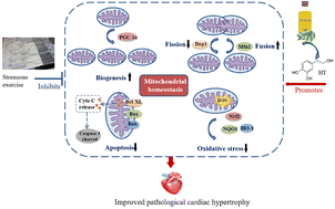 Graphical abstract: Hydroxytyrosol improves strenuous exercise-associated cardiac pathological changes via modulation of mitochondrial homeostasis