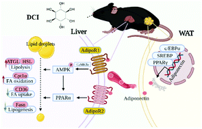 Graphical abstract: d-chiro-Inositol facilitates adiponectin biosynthesis and activates the AMPKα/PPARs pathway to inhibit high-fat diet-induced obesity and liver lipid deposition
