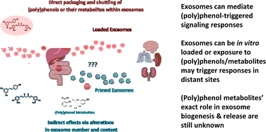 Graphical abstract: Can exosomes transfer the preconditioning effects triggered by (poly)phenol compounds between cells?