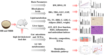 Graphical abstract: Modified highland barley regulates lipid metabolism, liver inflammation and gut microbiota in high-fat/cholesterol diet mice as revealed by LC-MS based metabonomics