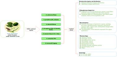 Graphical abstract: Genus Spatholobus: a comprehensive review on ethnopharmacology, phytochemistry, pharmacology, and toxicology