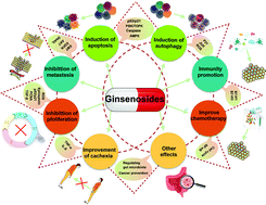 Graphical abstract: Therapeutic effects of ginseng and ginsenosides on colorectal cancer