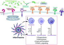 Graphical abstract: Probiotics and gut microbiota: mechanistic insights into gut immune homeostasis through TLR pathway regulation