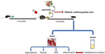 Graphical abstract: Quercetin ameliorated cardiac injury via reducing inflammatory actions and the glycerophospholipid metabolism dysregulation in a diabetic cardiomyopathy mouse model