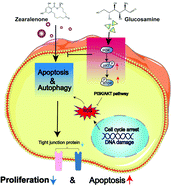 Graphical abstract: Glucosamine alleviates zearalenone-induced damage to porcine trophectoderm cells by activating the PI3K/AKT signaling pathway