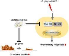 Graphical abstract: In vitro anti-inflammatory and antibiofilm activities of bacterial lysates from lactobacilli against oral pathogenic bacteria