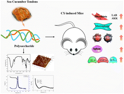 Graphical abstract: Structural characteristics and immunostimulatory activity of sea cucumber tendon polysaccharides in cyclophosphamide-induced Balb/c mice