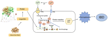 Graphical abstract: Prdx6-induced inhibition of ferroptosis in epithelial cells contributes to liquiritin-exerted alleviation of colitis