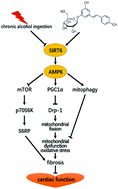 Graphical abstract: Polydatin attenuates chronic alcohol consumption-induced cardiomyopathy through a SIRT6-dependent mechanism