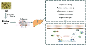 Graphical abstract: Effects of oxidized rice bran protein induced by rancidity on the hepatic function in mice