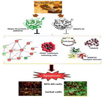Graphical abstract: Suppressing crucial oncogenes of leukemia initiator cells by major royal jelly protein 2 for mediating apoptosis in myeloid and lymphoid leukemia cells