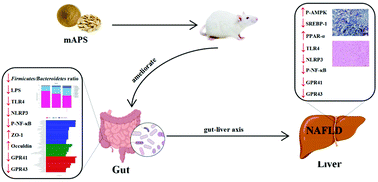 Graphical abstract: Astragalus mongholicus polysaccharides ameliorate hepatic lipid accumulation and inflammation as well as modulate gut microbiota in NAFLD rats