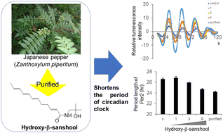 Graphical abstract: Hydroxy-β-sanshool isolated from Zanthoxylum piperitum (Japanese pepper) shortens the period of the circadian clock