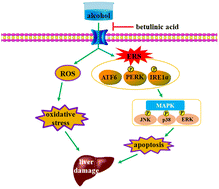 Graphical abstract: Suppression of endoplasmic reticulum stress-associated pathways and hepatocyte apoptosis participates in the attenuation of betulinic acid on alcohol-provoked liver injury in mice
