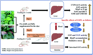Graphical abstract: Green sweet potato leaves increase Nrf2-mediated antioxidant activity and facilitate benzo[a]pyrene metabolism in the liver by increasing phase II detoxifying enzyme activities in rats