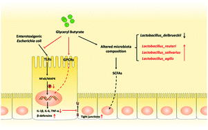 Graphical abstract: Glyceryl butyrate attenuates enterotoxigenic Escherichia coli-induced intestinal inflammation in piglets by inhibiting the NF-κB/MAPK pathways and modulating the gut microbiota