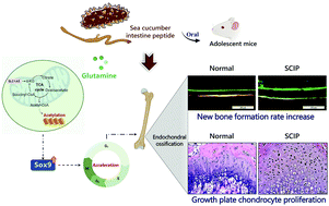 Graphical abstract: Novel peptides from sea cucumber intestinal hydrolysates promote longitudinal bone growth in adolescent mice through accelerating cell cycle progress by regulating glutamine metabolism