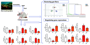 Graphical abstract: The potential mechanisms of Macrocystis pyrifera polysaccharides mitigating type 2 diabetes in rats