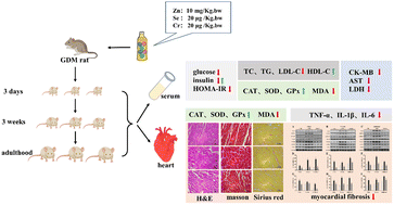Graphical abstract: The protective effect of zinc, selenium, and chromium on myocardial fibrosis in the offspring of rats with gestational diabetes mellitus