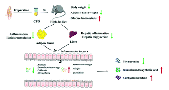 Graphical abstract: Codonopsis pilosula oligosaccharides modulate the gut microbiota and change serum metabolomic profiles in high-fat diet-induced obese mice